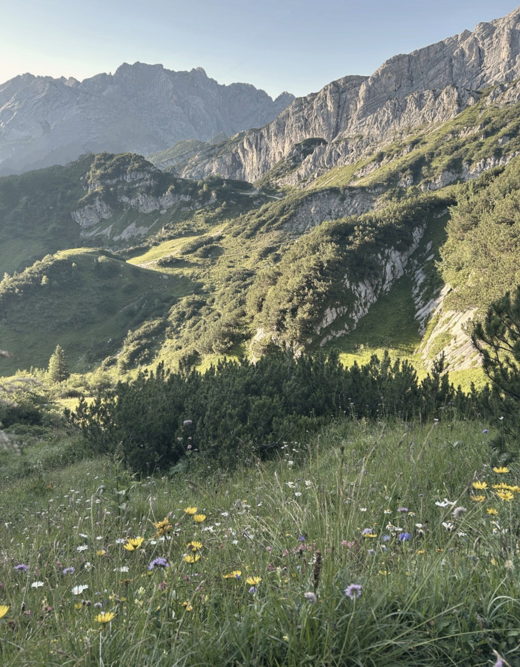 Alpenwiese